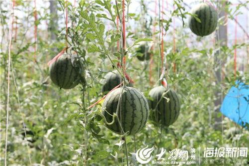 康县网红吃瓜视频爆料曝光