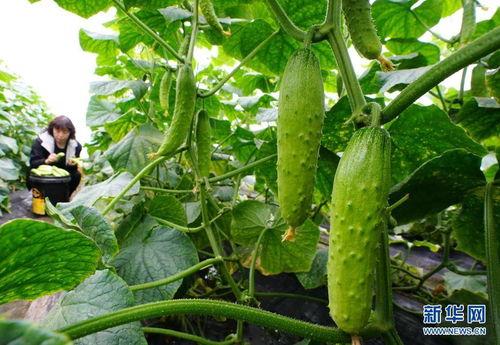 邳州网红吃小瓜事件始末,一场网络争议的发酵与反思