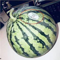 印度网红吃瓜,趣味横生引网友热议