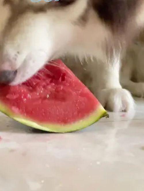 狗狗可以吃网红瓜吗图片,健康美味两不误