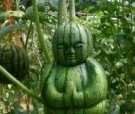 莱阳吃瓜网红事件真相,真相背后的网络舆论风暴