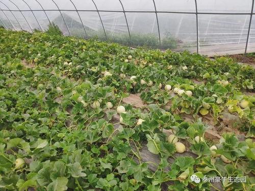 17操吃瓜网官网,揭秘娱乐圈最新热点，带你畅游八卦海洋